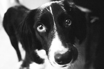 A dog stares up in black-and-white.