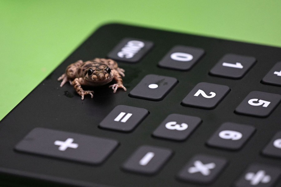 A very small toad sits on a calculator.