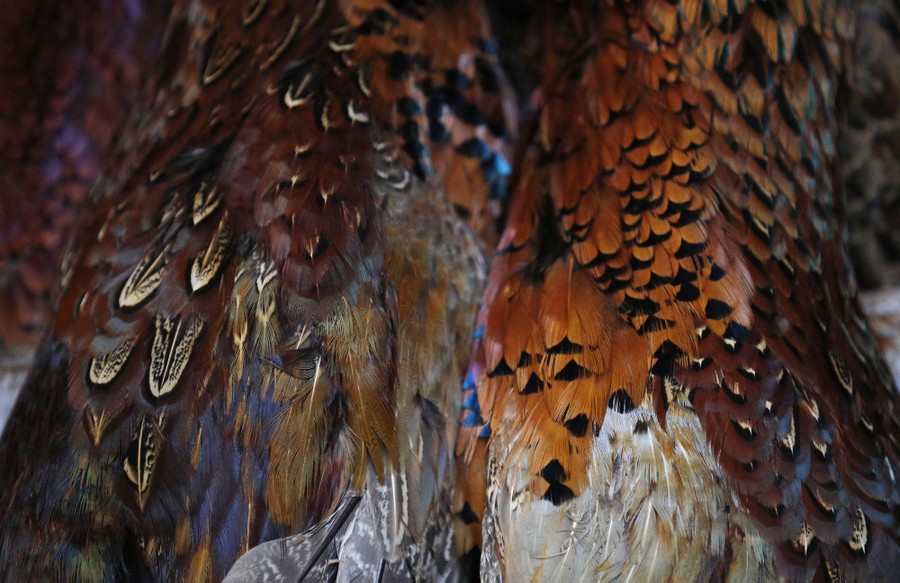 Hareline Ringneck Pheasant Skin