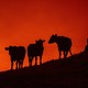 Cows stand on a field as fire approaches them atop a hillside.