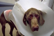 Photo of a sad-eyed dog with a cone around its neck
