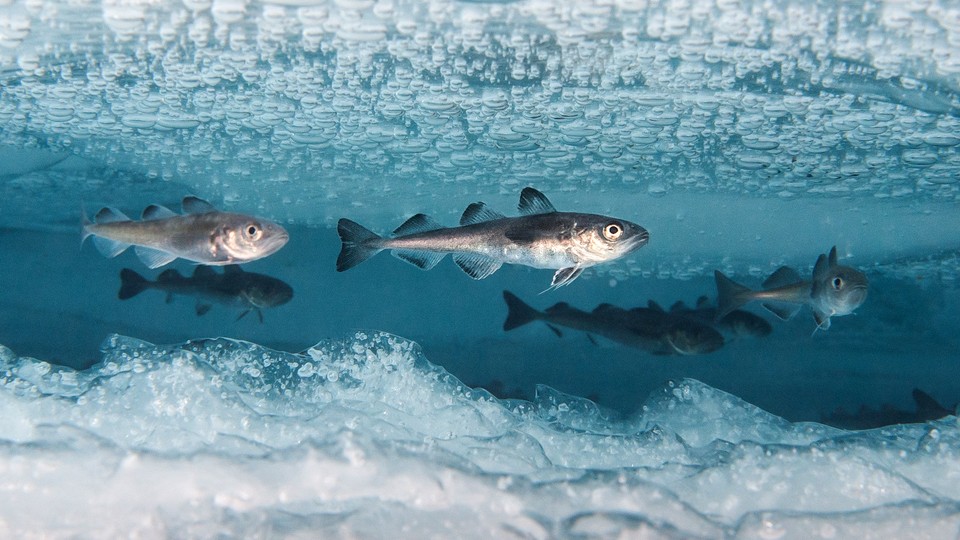 Cod under Arctic ice