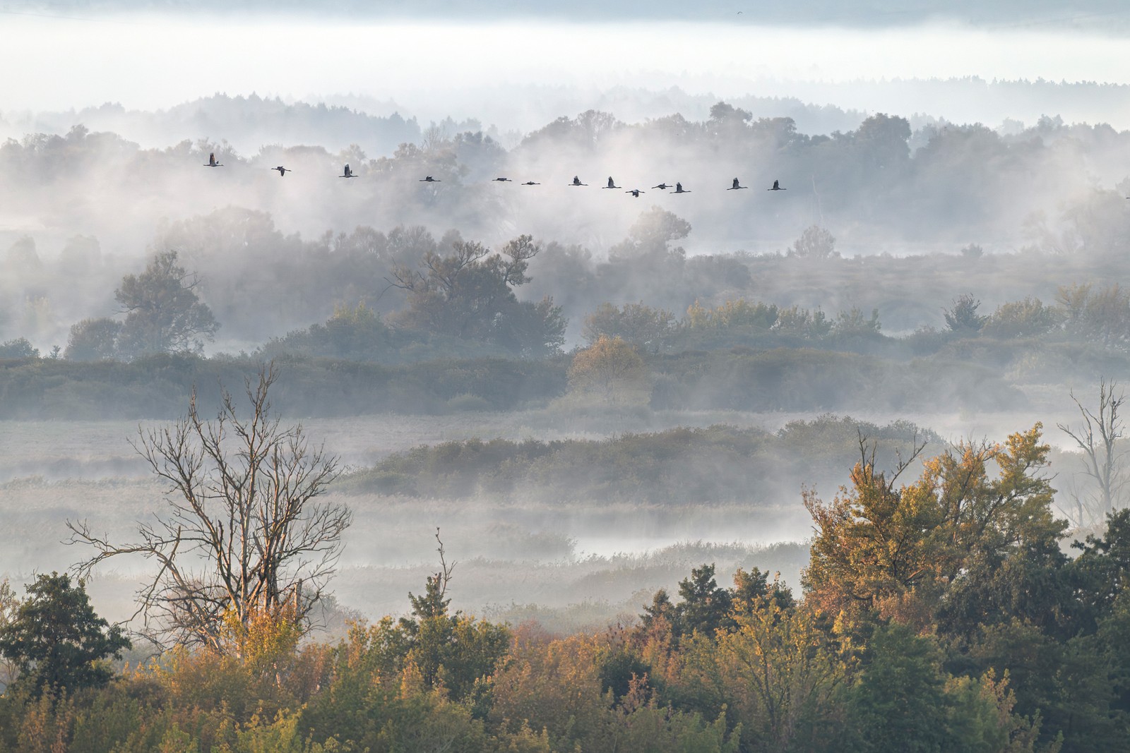 A flock of cranes flies above a misty forest and wetland.