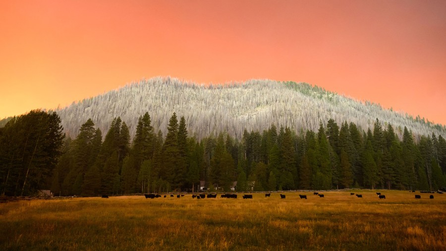The sky glows red near a wildfire, seen above a hillside covered in previously burned trees.