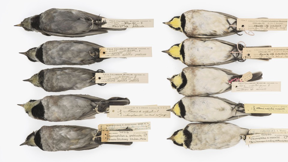 Ten bird specimens, five of which are a dull gray and five of which are a dull right