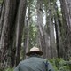 A park ranger with his back toward the camera walks through a forest.