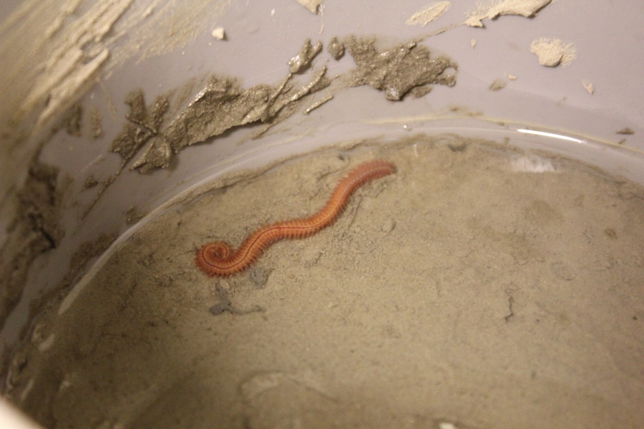 The Ragworm May Be the Ocean's