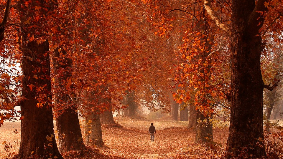 A man walking between trees with red leaves