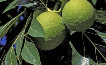 Two yellow-green breadfruits on a branch with large leaves in the sun