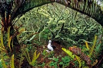 A yellow-nosed albatross