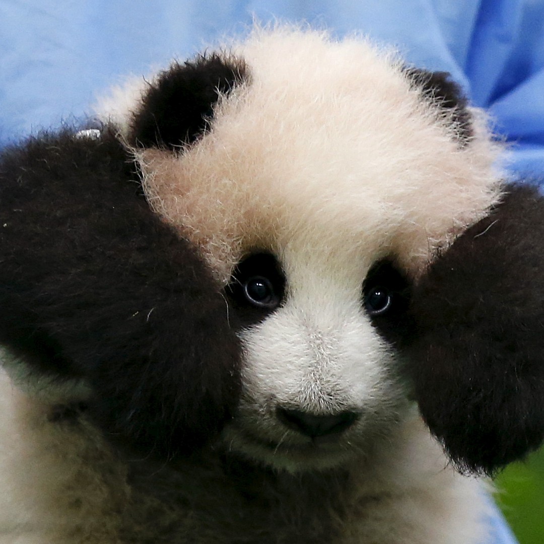 Pandas Bounce Back in Spite of Their Critics - The Atlantic