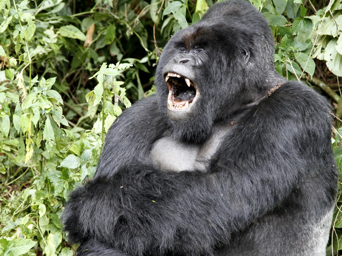 gorilla vs gorilla