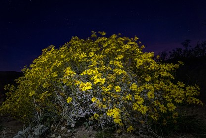 Yellow wildflowers at night, lit up by camera flash