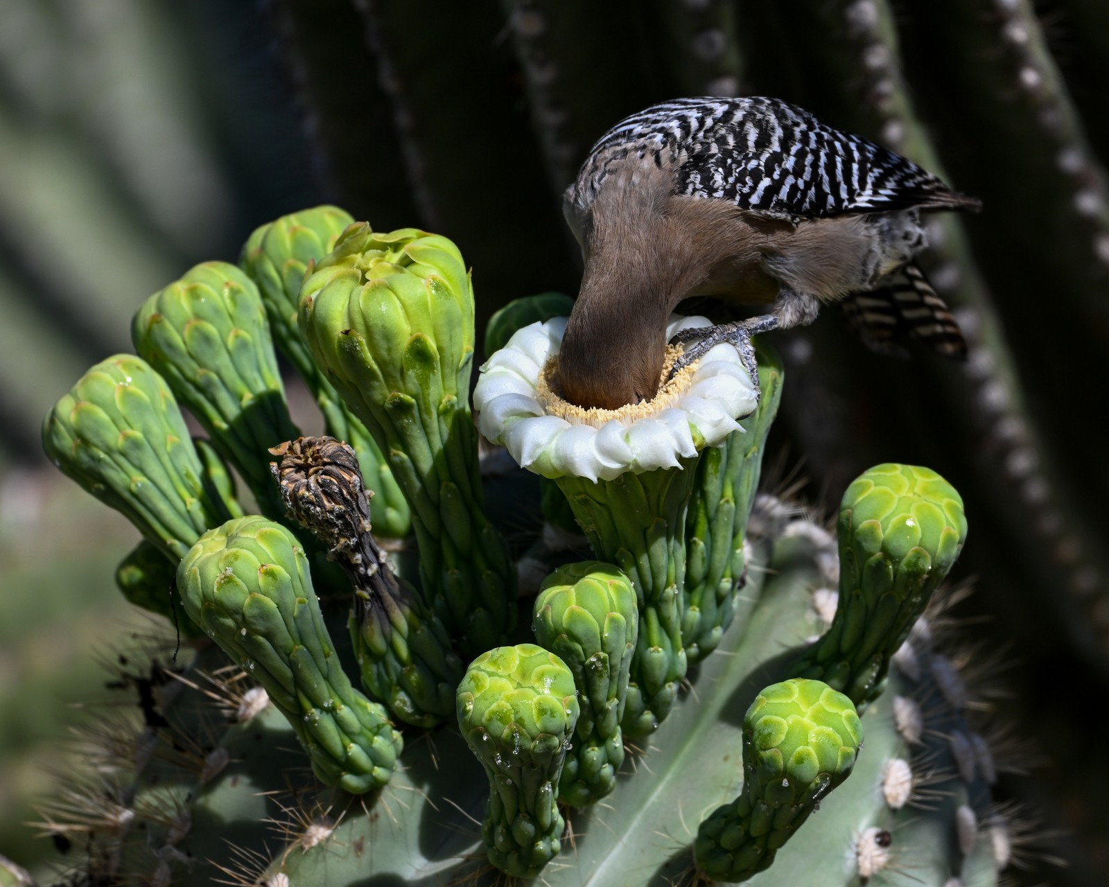 A woodpecker with its head jammed into an opening in a cactus plant