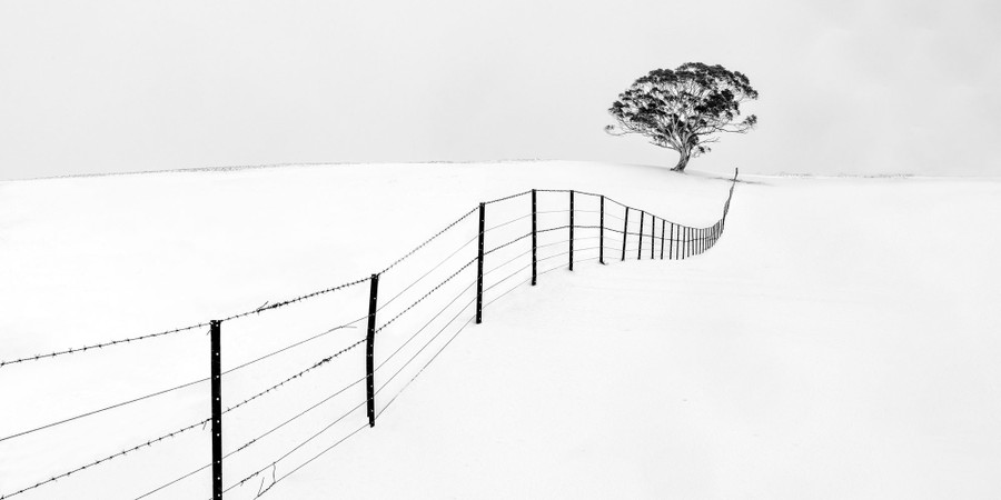 A single tree stands in a snow-covered field, near a long barbed-wire fence.