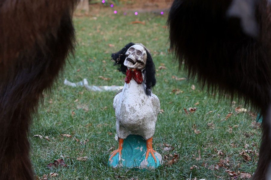 A Halloween yard decoration, fashioned from a fake human skull placed on the head of a goose statue