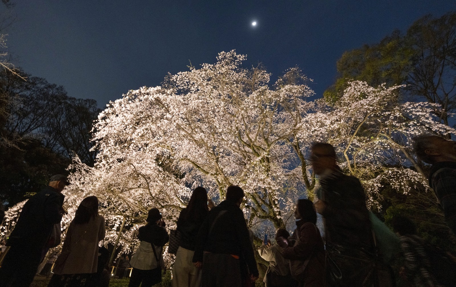 Visitors gather by an illuminated cherry blossom tree at night.