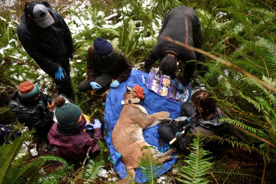 A half-dozen people are gathered around an unconscious wild cougar that is laid on a blue tarp on a forest floor among many ferns.