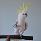 Snowball the dancing parrot