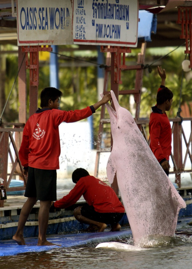 Huge victory for pink dolphins used as catfish bait in the