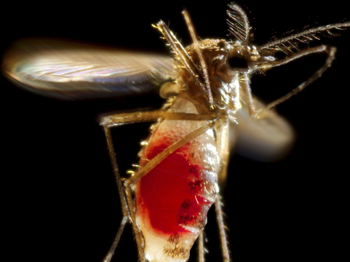 Genetically Modified Mosquitoes and the Future of Disease ...