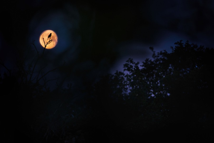 A small bird perches on a branch, in silhouette in front of a full moon.