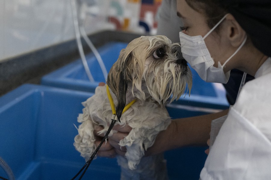 A dog is groomed by a student.