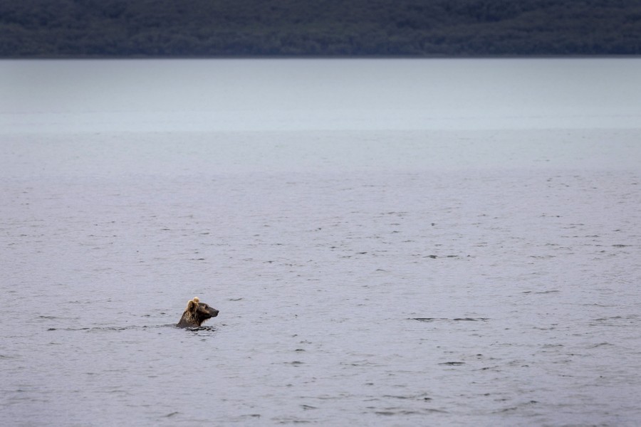 Brown Bears Fishing at Alaska's Brooks Falls - The Atlantic