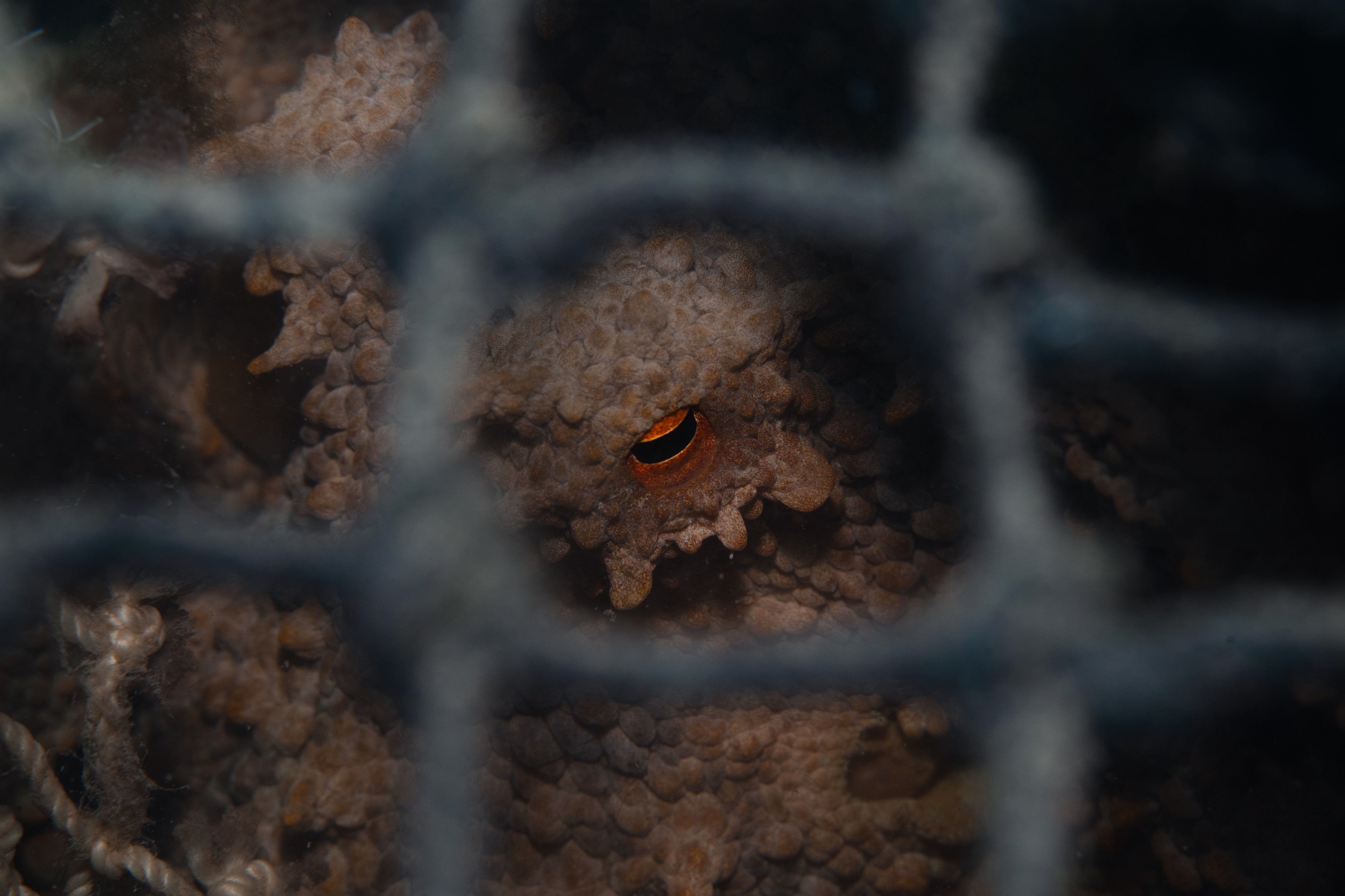 The eye of an octopus, seen through netting in a lobster trap