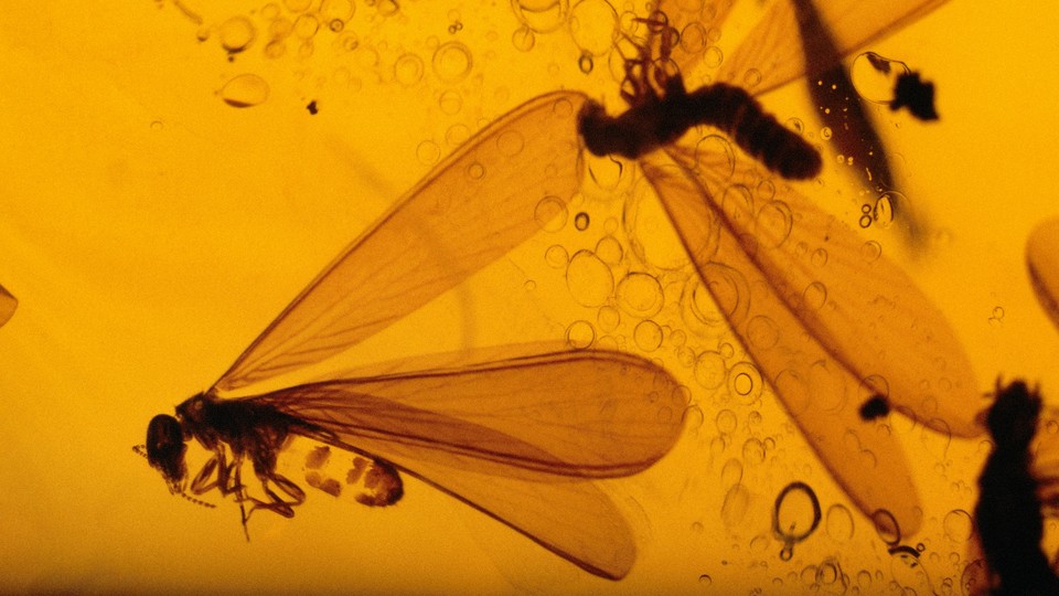 Two flies stuck in resin