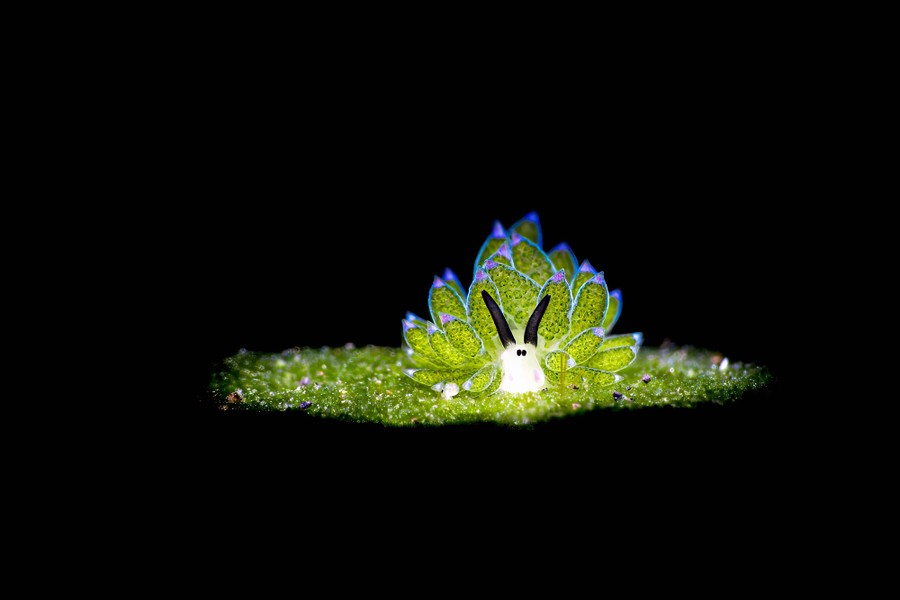 A close view of a small nudibranch, a colorful, soft-bodied sea creature.