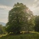 A European beech tree on a hill in a lush green countryside