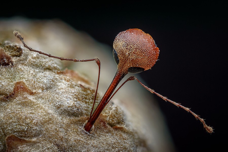 A close view of the head of a weevil, its proboscis stuck to the husk of an acorn.