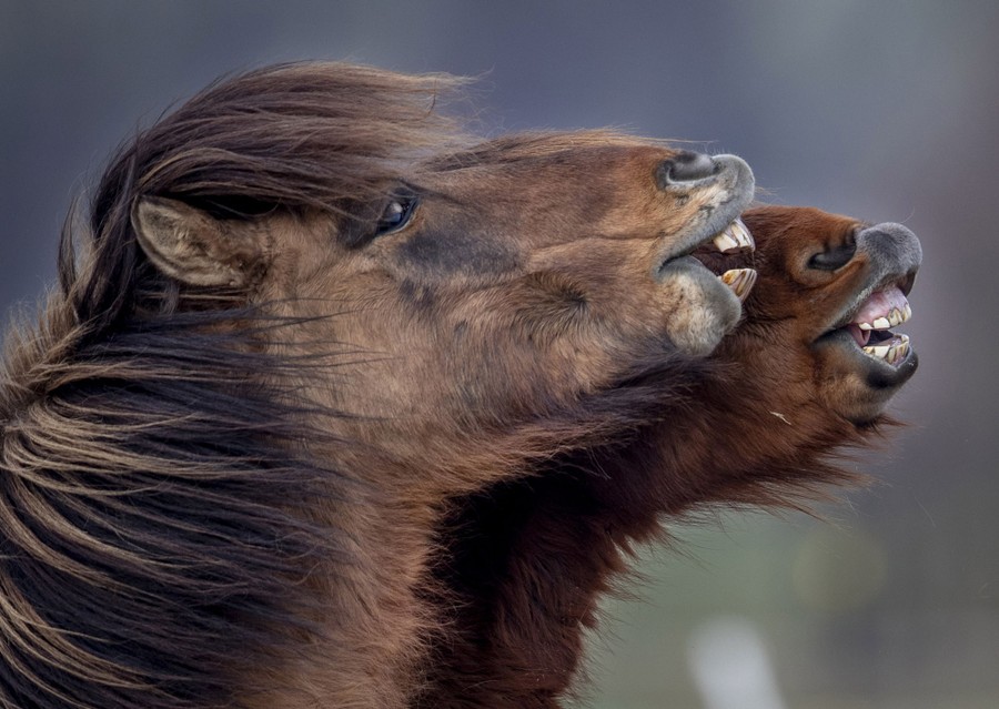 Photos of the Week Arctic Rally, Beehive Fireworks, 99 Domes The