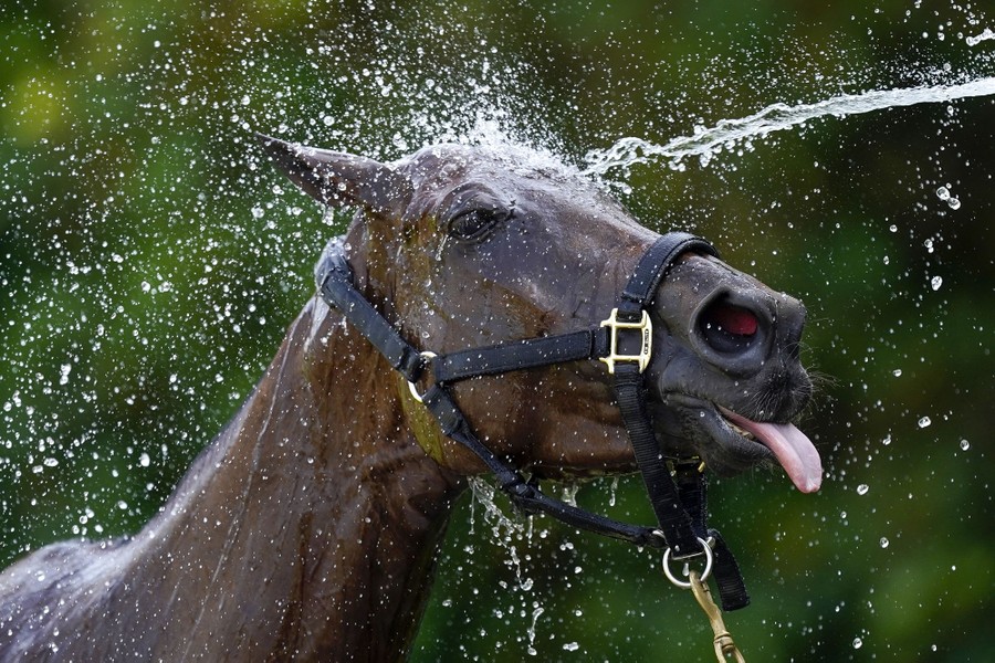A horse is sprayed with water.