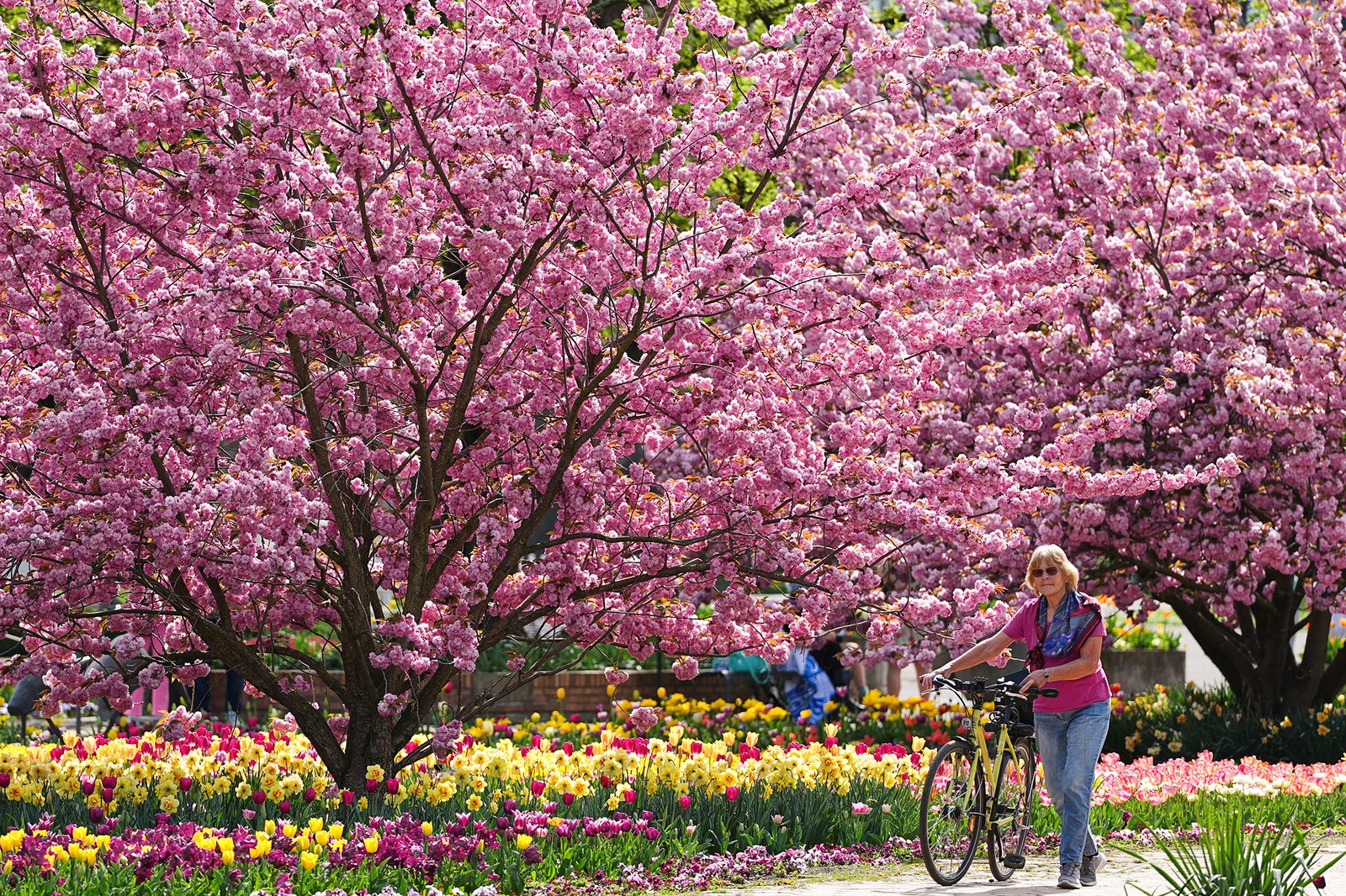 A person walks their bike past blossoming cherry trees.