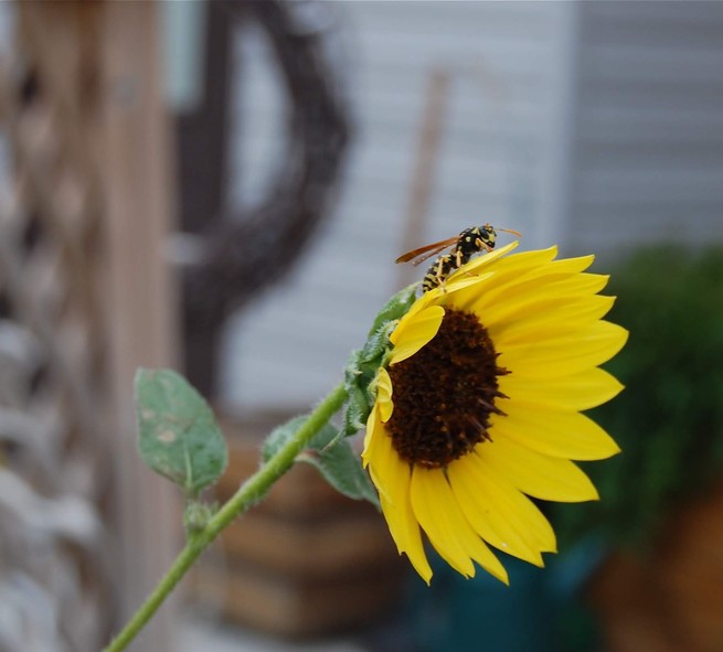 A hornet perched on a sunflower