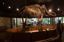 A Columbian mammoth on display at the Page Museum in Los Angeles