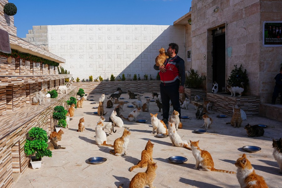 A person stands in a courtyard among dozens of cats.