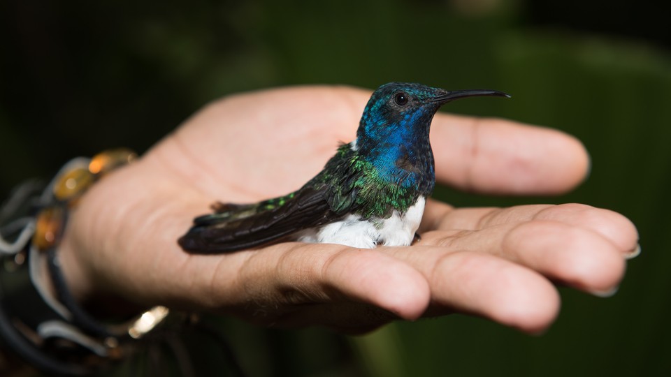 A female white-necked jacobin with a blue head