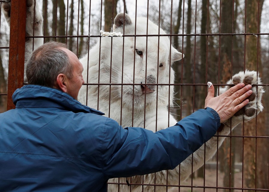 A man holds up his hand to the large paw of a white tiger, who is on the other side of a fence.