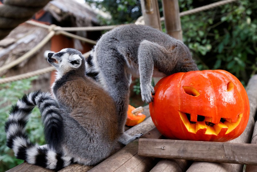 Two lemurs eat from a jack-o'-lantern, in a zoo.