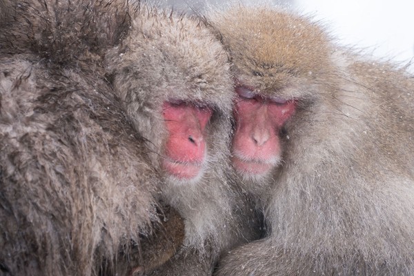 Several furry monkeys huddle together for warmth.