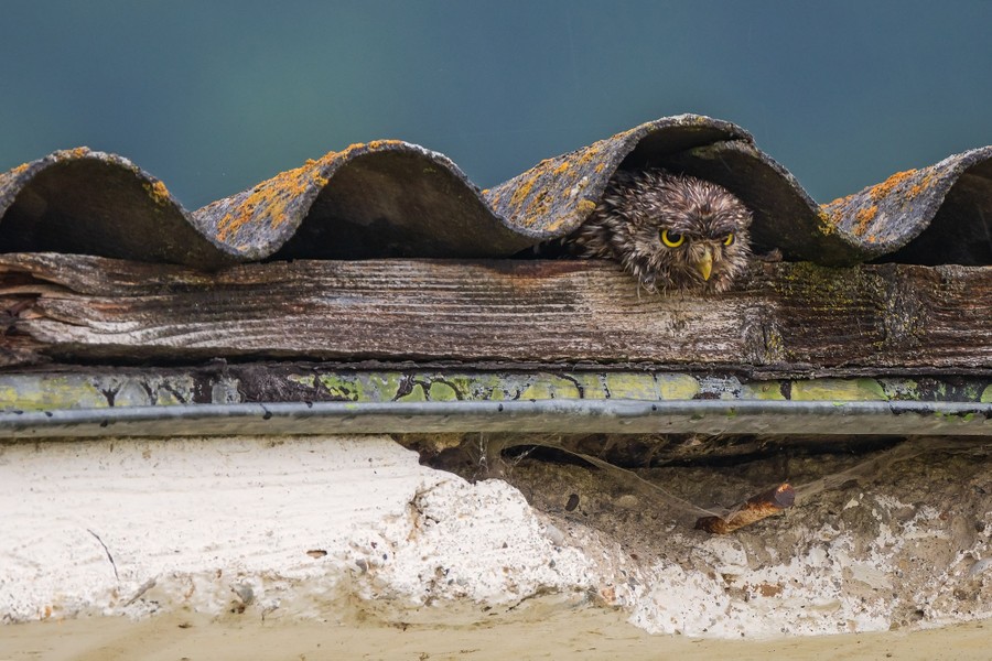 An owl chick rests under a wavy roof tile on an old building.