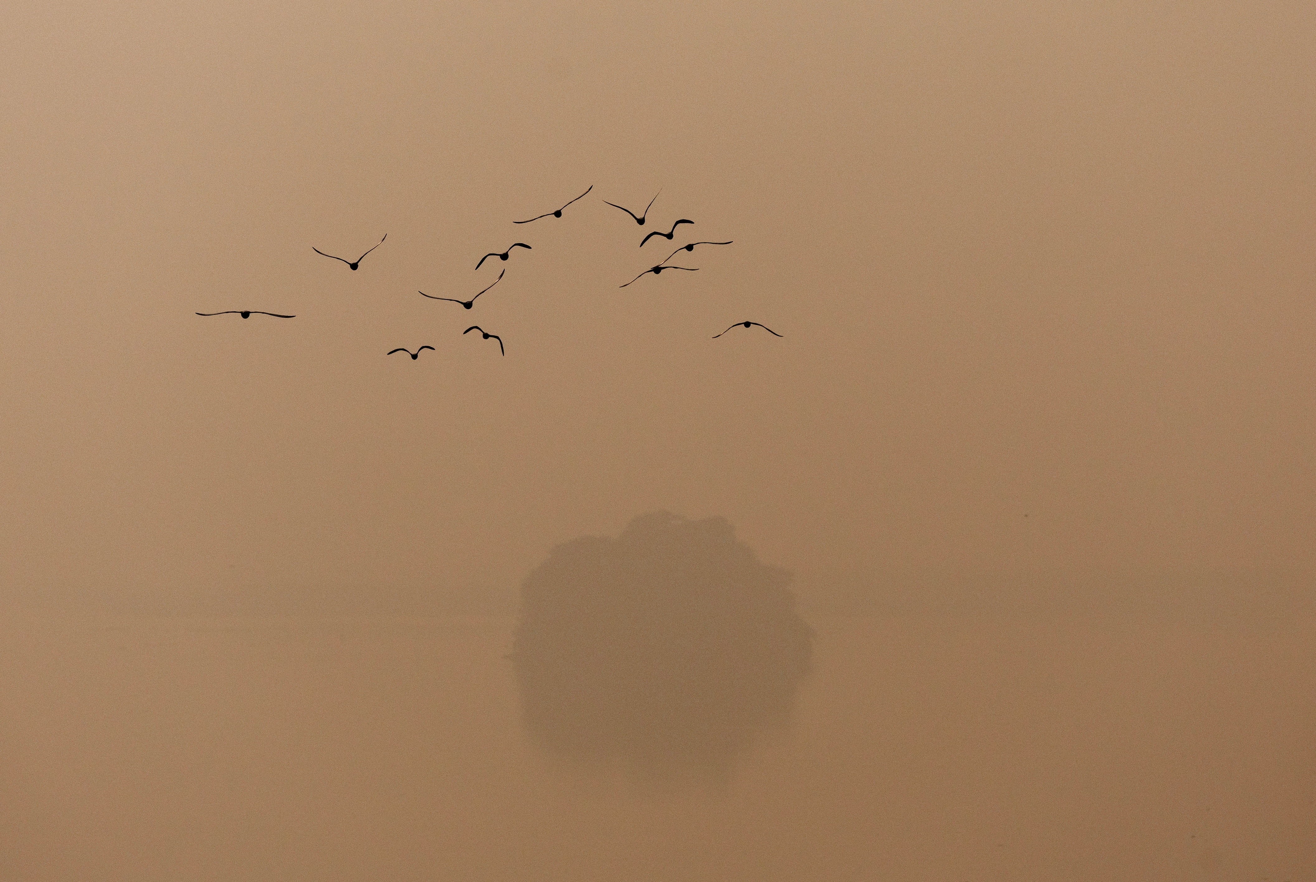 A flock of birds flies past a tree on a smoggy morning.