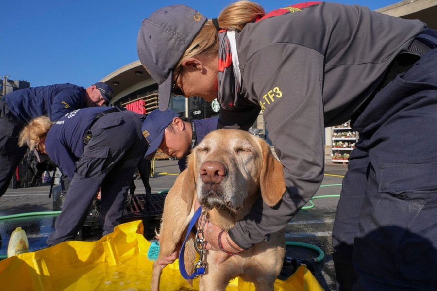Workers bathe a rescue dog in a parking lot.