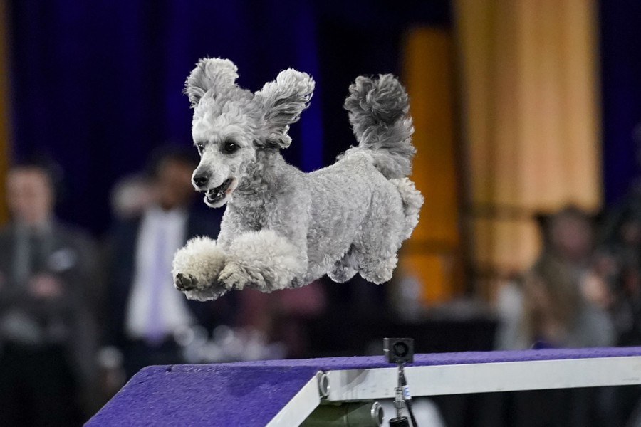 Photos From The 2021 Westminster Dog Show The Atlantic