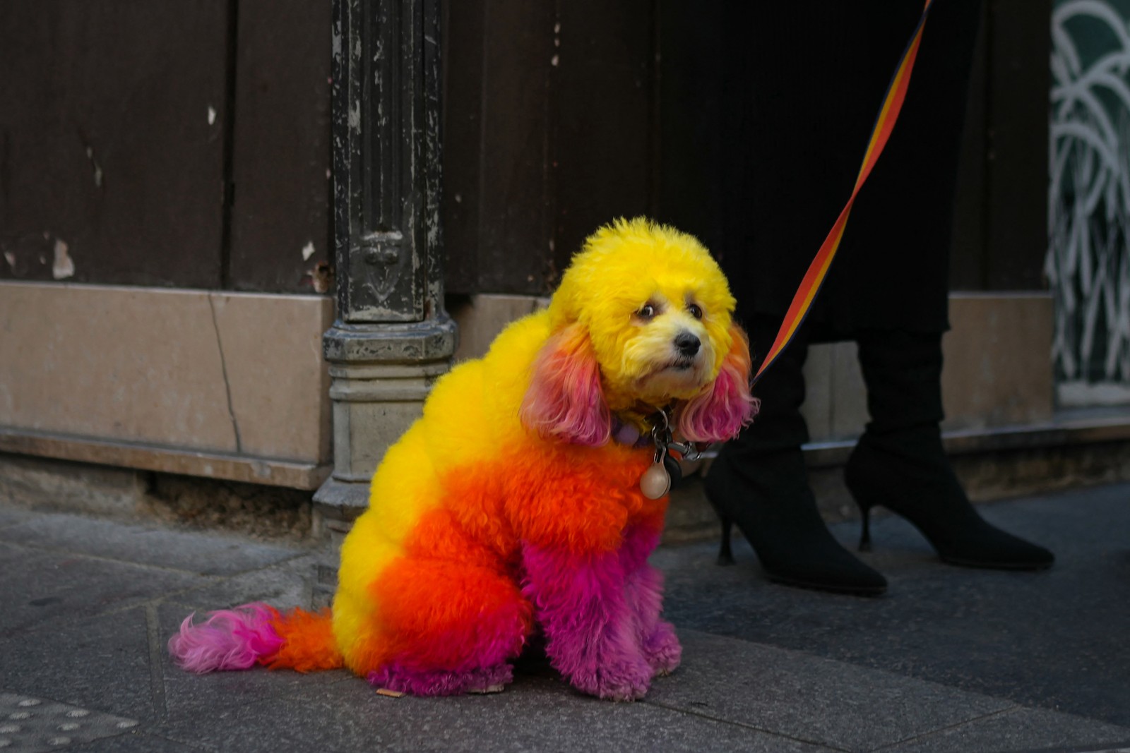 A leashed dog sits on a sidewalk, its fur dyed in multiple bright colors.