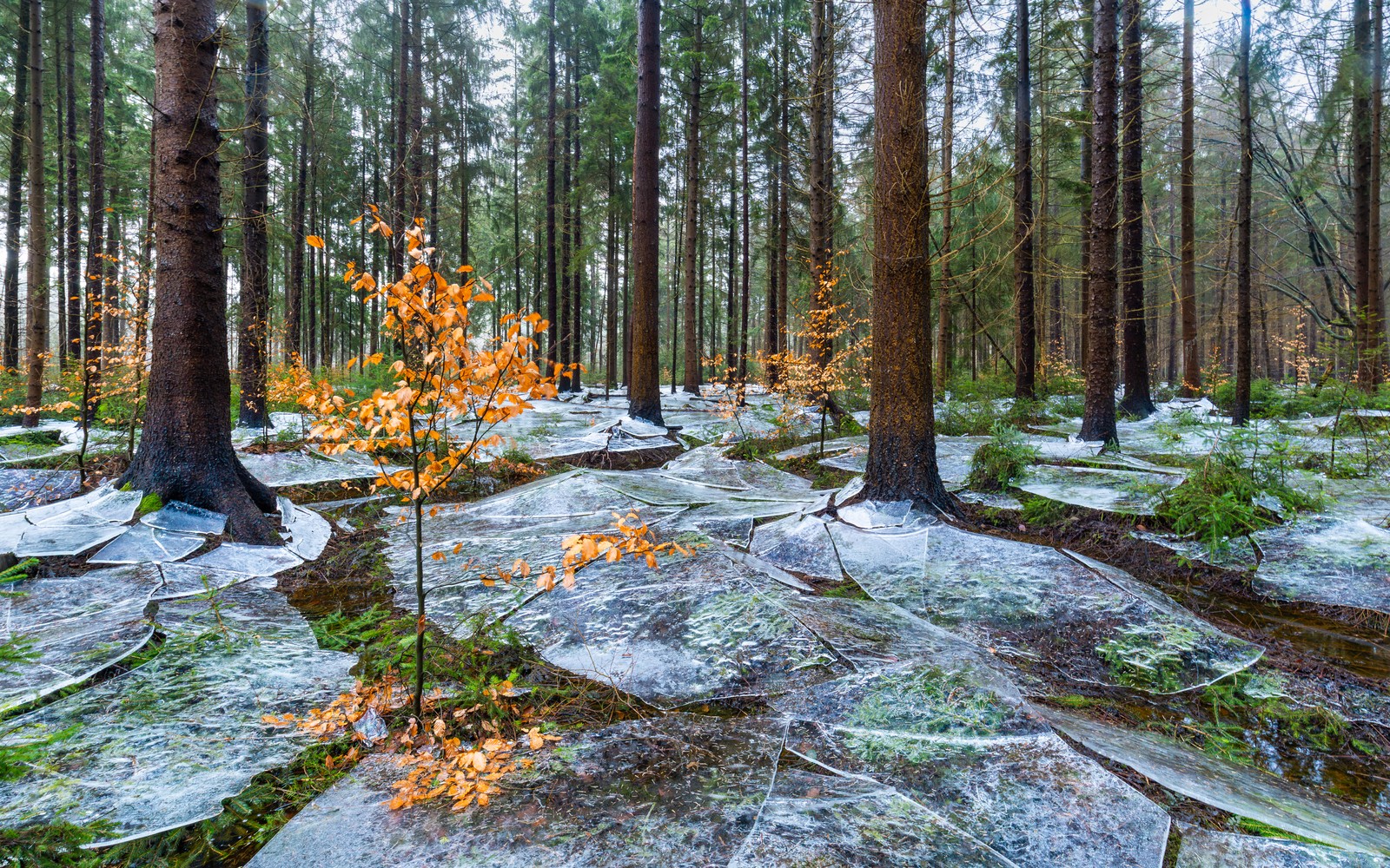 Thin sheets of ice lie on a forest floor after a brief flood froze then receded.