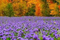 Purple blossoms fill a field in front of autumn-colored trees.